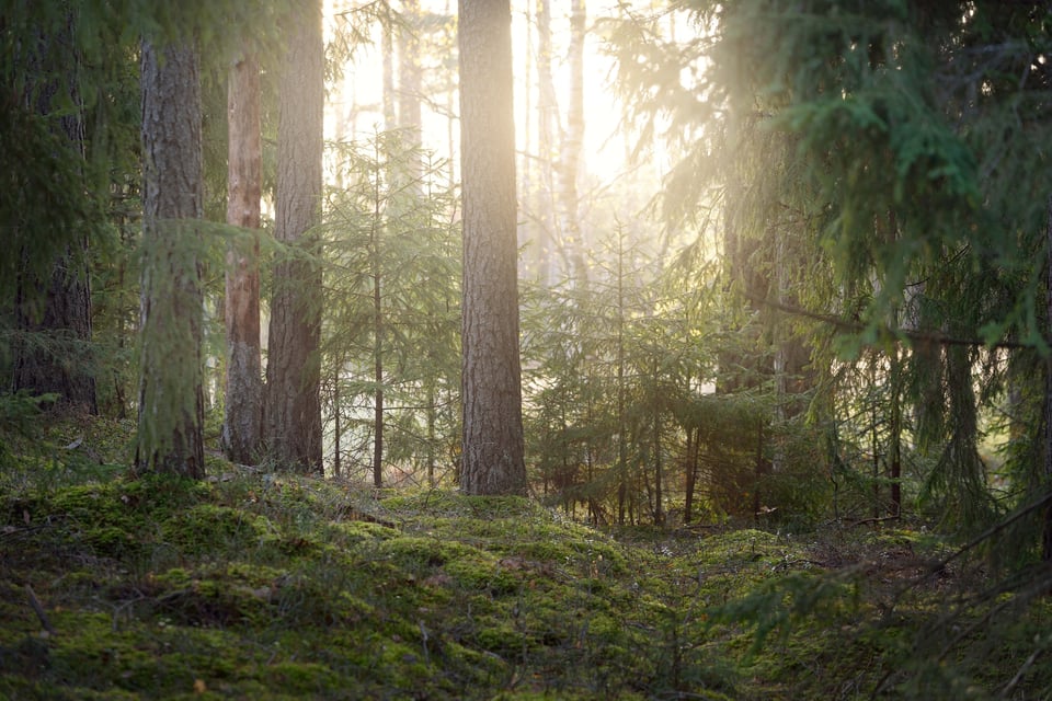 shutterstock_1935021560
